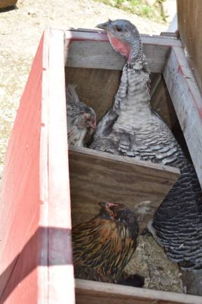 The flock of 120 birds at Munsee Three Sisters Farm is mostly chickens, with some ducks and turkeys in the mix.