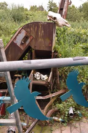 Bluebirds hang to dry outside Sweetman’s studio in Warwick in July.