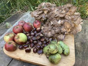 Apples, pawpaws, chestnuts and hen of the woods