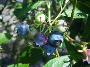 Blueberries bear a five-pointed crown, a scar from where the flower once was. Huckleberries bear an <i>imprint</i> of a five-pointed scar.