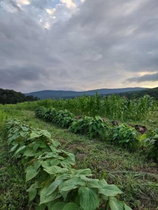 Kkaennip, soybeans and Korean corn growing at East Branch Farm