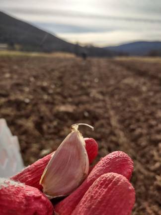 Garlic planting at East Branch Farms. Garlic is part of the Korean people’s origin story.