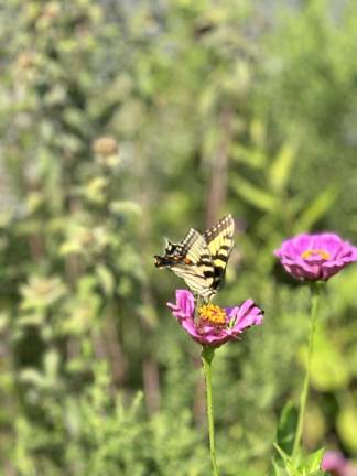 Turning lawns into lifelines