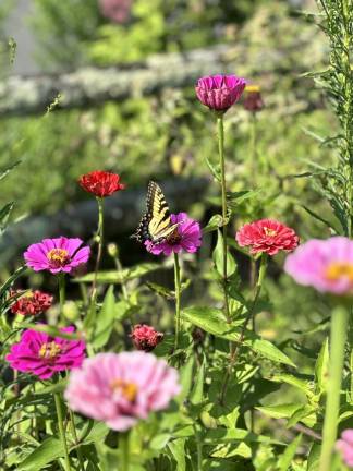 A swallowtail butterfly in the demo garden at the Warwick Valley Winery.