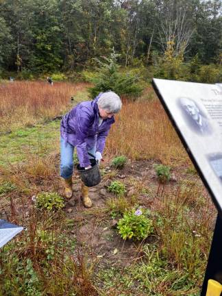 Volunteer Tatyana Kemarskaya planting garden phlox and adding topsoil in the fall of 2023 at the all-volunteer Pollination Meadow at a historic trail in Tuxedo, NY.