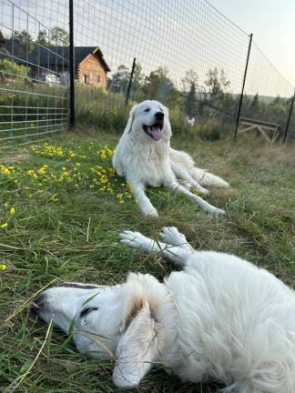 Italian Maremma puppies Hashishkebab (Shish) and Chicharron (Chicha) in front of the new deer fence.