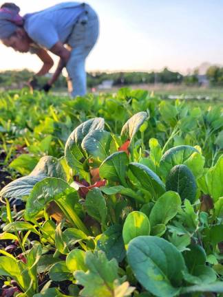 Nadia Adewale harvesting in the black dirt fields of Chester, NY.