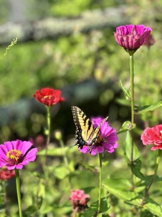 A swallowtail butterfly in the Warwick Valley Winery demo garden.