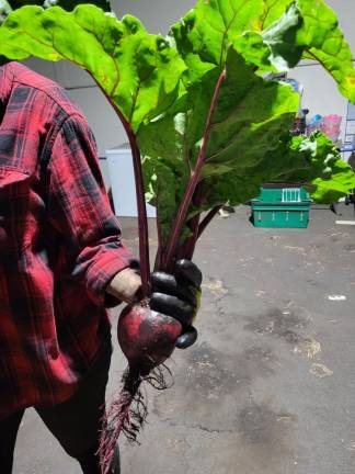 A beet grown at Liberation Farm. The beet is on the farm’s logo and always on its crop roster, for its protective effect against heart disease.