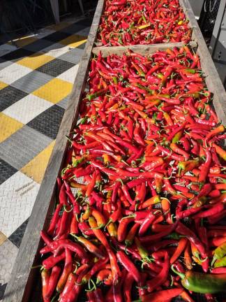 Hot peppers drying at East Branch Farms