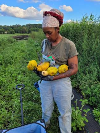 Nadia Adewale harvesting squash in the black dirt fields of the Chester Agricultural Center.