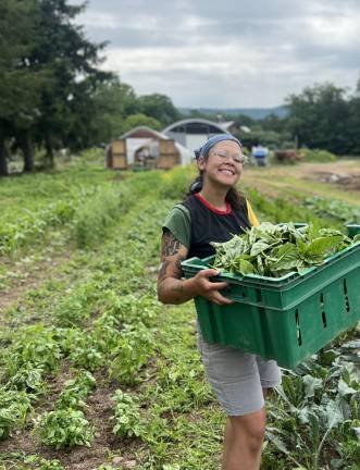 Matias harvesting basil.