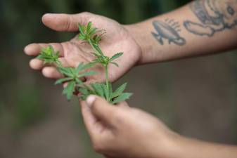 Matias holds culantro, a culinary and medicinal herb used in Puerto Rican cooking.