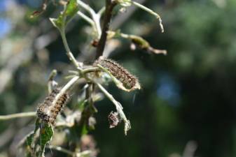 Spongy moth caterpillars have eaten my young apple trees to tatters.