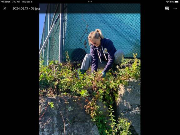 Sally Greco removes invasives at Mountain Lake Park in preparation to install native plants.