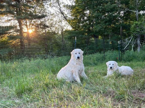 Italian Maremma puppies Hashishkebab (Shish) and Chicharron (Chicha) in front of the new deer fence.