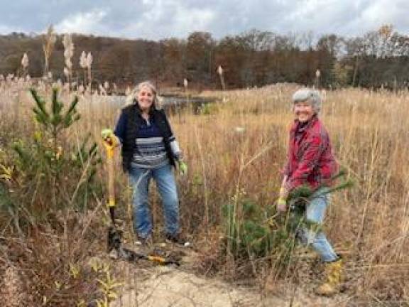 Volunteers Dorothy Ziegelbauer and Tatyana Kemarskaya digging up sweet fern and white pine saplings in the fall 2024 during the Wild Woods restoration project at Seven Lakes, to be replanted in the Pollination Meadow in Tuxedo Park NY.