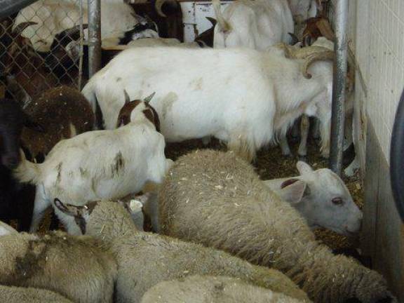 Safe Haven’s first animals came from this live meat market in the Bronx.