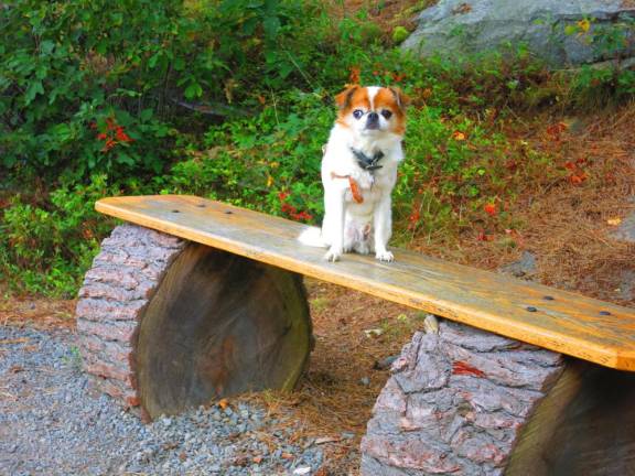 Henry on the Overcliff Trail, Mohonk Preserve, Kerhonksen, N.Y. (Photo by Pamela Chergotis)