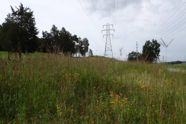 Under the utility line at Black Bear Golf Club in Franklin, NJ is a quarter-acre pollinator corridor.