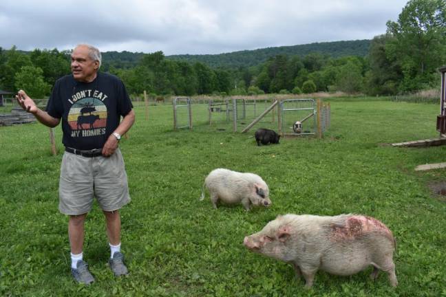 Crain with his potbelly pigs, including Leo Tolstoy (back), who was purchased as a pet by a family who lived in an apartment in Queens, who surrendered him when the neighbors complained about the pig’s squealing. He came to the sanctuary in 2015.