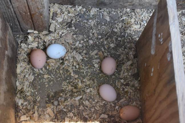 Fresh eggs at Munsee Three Sisters Farm in Newton, NJ. Scaling up quickly is difficult for a mom-and-pop farm, said farmer Michaeline Mann.