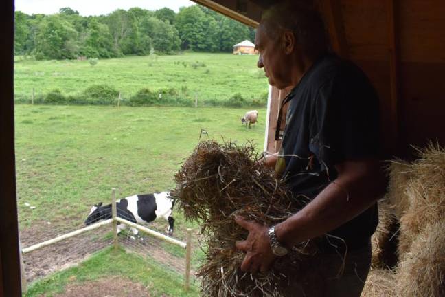 Bill Crain tosses hay down to the cows from the hayloft. The job of caring for so many animals is a physical one. Crain, 80, has fallen down the barn steps and hit his head while doing chores, he recounts with a shrug.