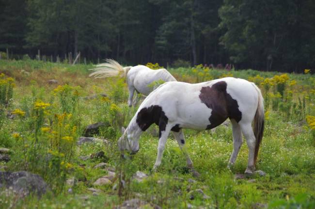 Where horses are therapists