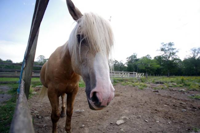 The skills of patience, communication and respect that develop between client and horse help people once they leave the ranch.