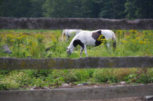 Where horses are therapists