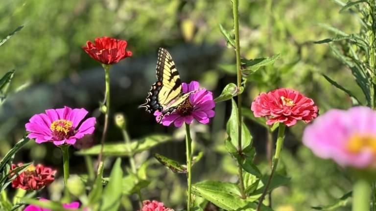 A swallowtail butterfly in the demo garden at the Warwick Valley Winery.