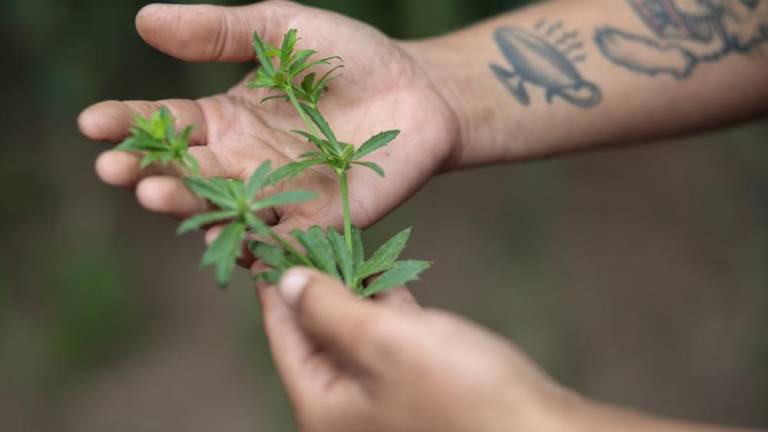 Matias holds culantro, a culinary and medicinal herb used in Puerto Rican cooking.