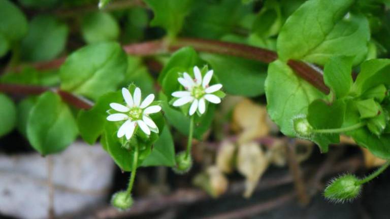 Chickweed in flower